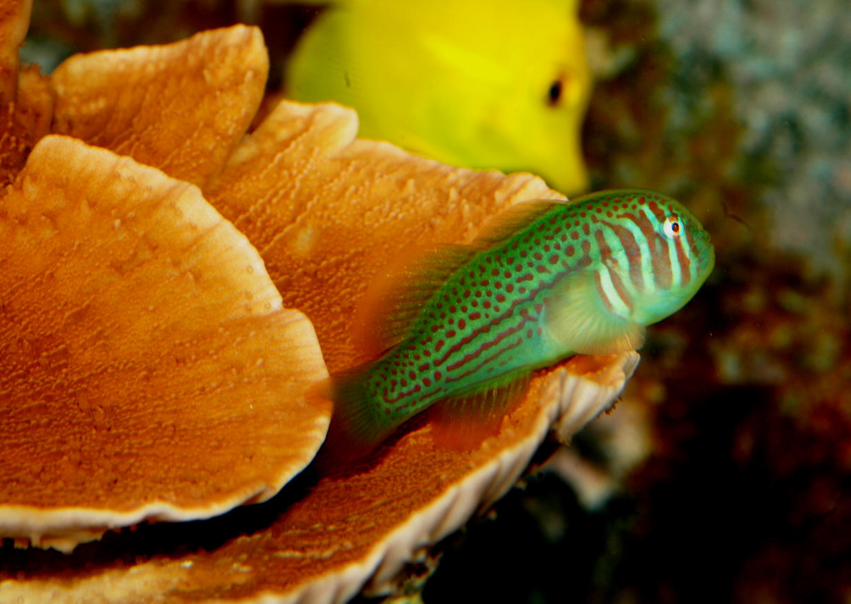 Gobiodon rivulatus